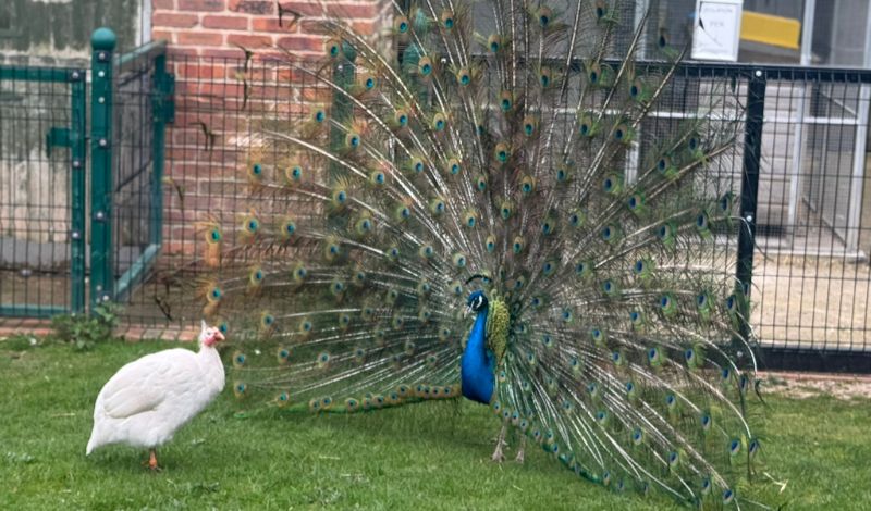 We’re ready for take-off - our birds are back! article image